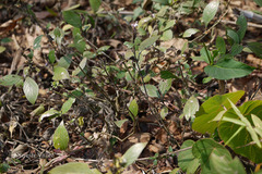 Nilgirianthus warrensis